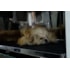 Máquina de Secar Animais Pets FULL DRY – SP2