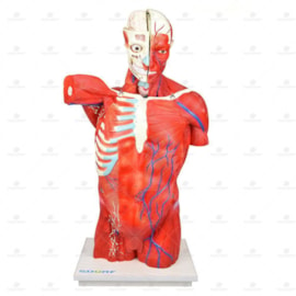 Torso Bissexual Muscular de 94cm com 27 Partes em Base de Madeira - Sdorf SD-5022/D