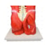 Torso Bissexual Muscular de 94cm com 27 Partes em Base de Madeira - Sdorf SD-5022/D