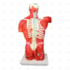 Torso Bissexual Muscular de 94cm com 27 Partes em Base de Madeira - Sdorf SD-5022/D