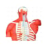 Torso Bissexual Muscular de 94cm com 27 Partes em Base de Madeira - Sdorf SD-5022/D